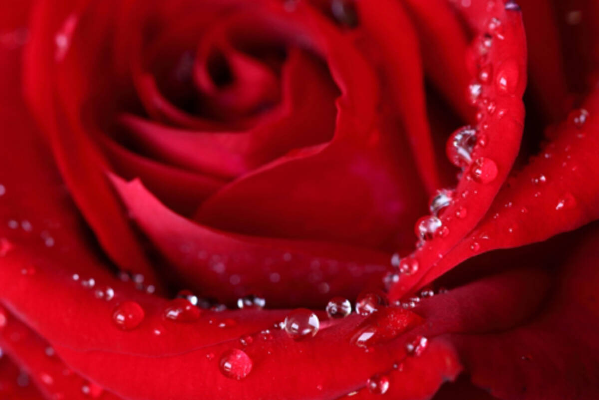 薔薇 くわえる 薔薇 くわえる