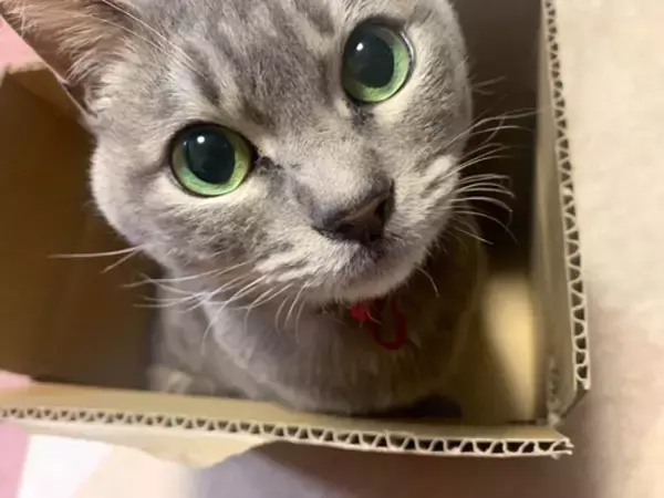 「芳根京子、祖母から叱られ「謝ることしか出来なかった」」の画像