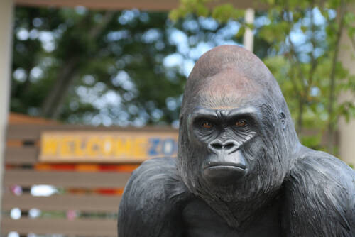 大原櫻子 全力の ゴリラ顔 披露 破壊力やばい 19年6月5日 エキサイトニュース