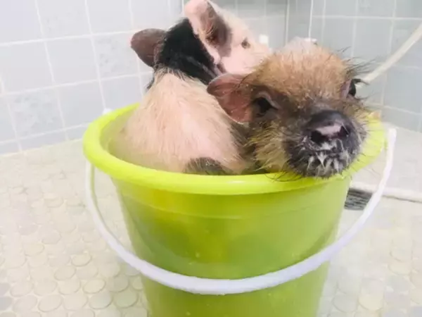 「話題のマイクロブタ“プリンス”がアメブロ開設！」の画像