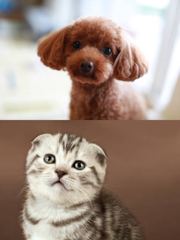 犬や猫と暮らす人に ペットとの生活 について徹底調査 19年10月1日 エキサイトニュース