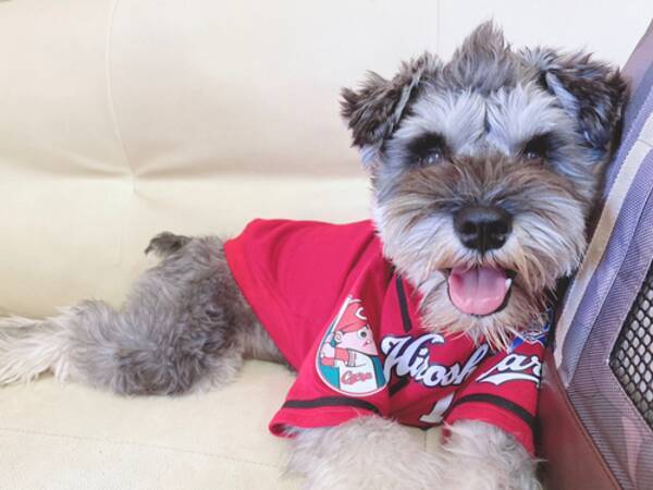 広島カープ鈴木誠也 来年に向けて気持ち新たに思い綴る 年11月13日 エキサイトニュース