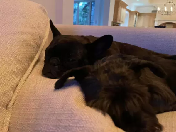 「ダルビッシュ聖子、夫・有への想い＆尊敬するところ」の画像