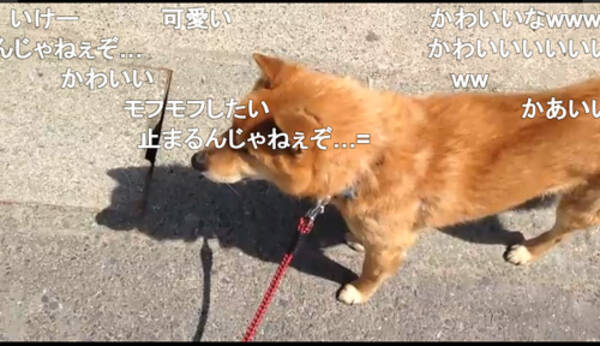 散歩でルンルン 注射だと気付いてイヤがったときの犬 17年11月15日 エキサイトニュース