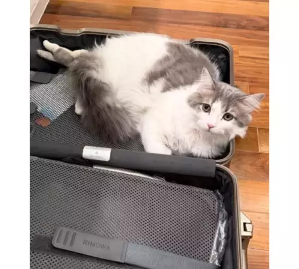 「高橋克典、愛猫のスーツケース潜入SHOT「可愛すぎ」とメロメロ　」の画像