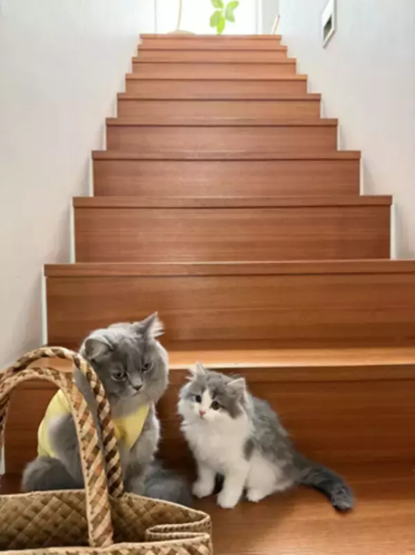 「高橋克典、愛猫ミルリィ＆ラヴィの癒し姉弟ショット公開」の画像