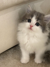 高橋克典、新入り子猫・ラヴィを紹介「家族増えました」