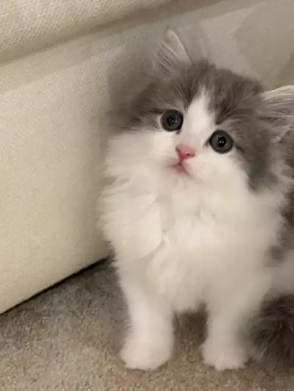 「高橋克典、新入り子猫・ラヴィを紹介「家族増えました」」の画像