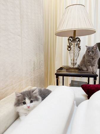 高橋克典、新入り子猫・ラヴィを紹介「家族増えました」