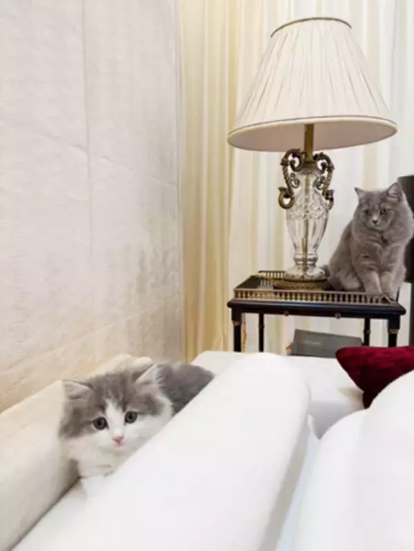 「高橋克典、新入り子猫・ラヴィを紹介「家族増えました」」の画像