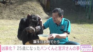 天才チンパンジーのパンくん、25歳になった現在に独占密着