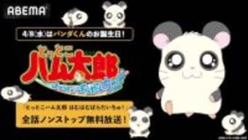 とっとこハム太郎 はむはむぱらだいちゅ！、全話ノンストップ放送
