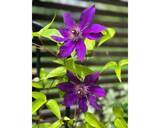 「研ナオコ、自宅で育てたクレマチス＆ハイビスカスが見事に開花」の画像1