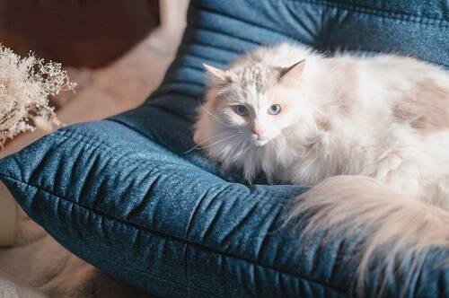 猫とくつろげるフランスのソファ「にゃんトーゴ」が発売