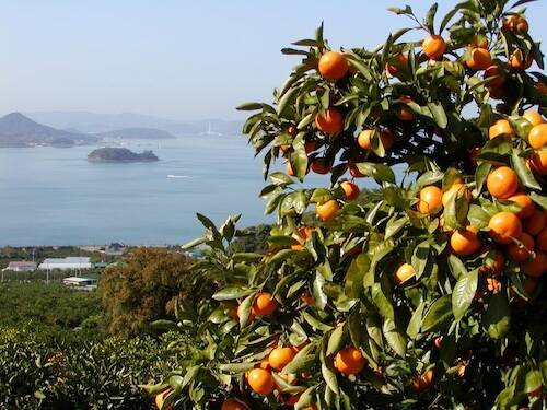 柑橘の宝庫・生口島の果実を凝縮！ この夏注目の絶品ゼリーを食べてみた