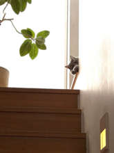 高橋克典、愛猫への想い明かす「この子が来てくれて…」