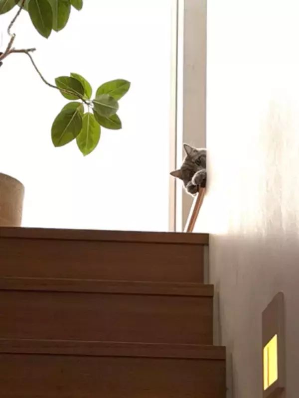 「高橋克典、愛猫への想い明かす「この子が来てくれて…」」の画像