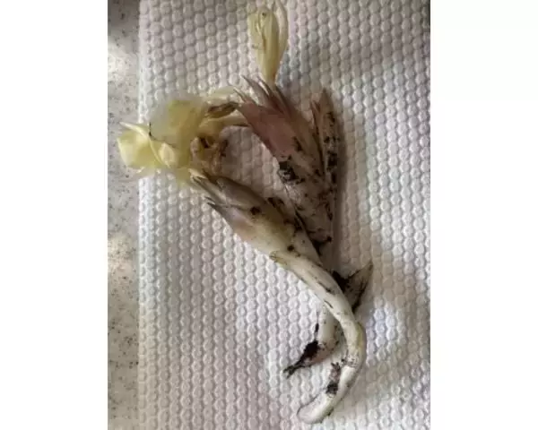「研ナオコ、兄夫婦から譲り受けたミョウガに花咲く」の画像