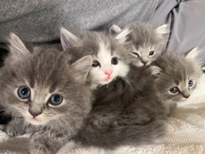 高橋克典、愛猫に“弟”候補!?「もう１匹弟が来るかも」