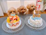 「渡辺美奈代、愛犬ココ５歳誕生日＆豪華ひな祭りごはん公開」の画像1
