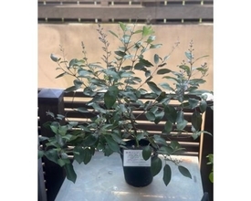 研ナオコ、朝ドラ「風、薫る」“真風”イメージの植物公開