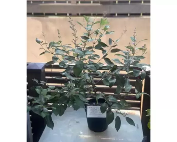 研ナオコ、朝ドラ「風、薫る」“真風”イメージの植物公開