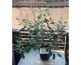 「研ナオコ、朝ドラ「風、薫る」“真風”イメージの植物公開」の画像2