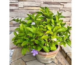 研ナオコ、親戚から贈られた“紫→白に変わる花”を披露