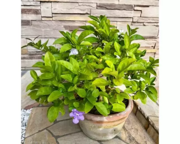 「研ナオコ、親戚から贈られた“紫→白に変わる花”を披露」の画像