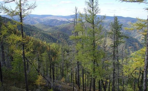 中国企業は シベリアの理髪師 ロシアで大規模な森林伐採 18年7月10日 エキサイトニュース