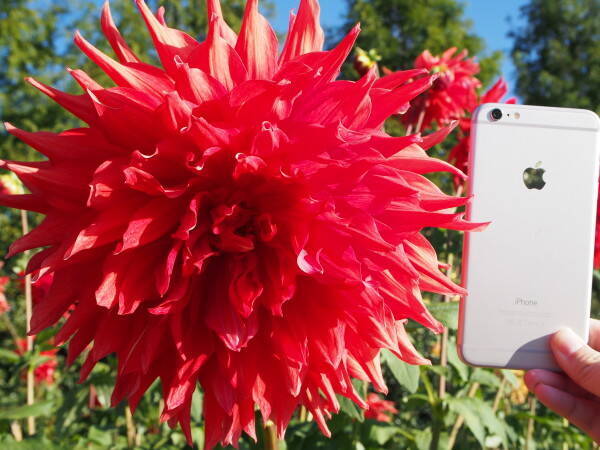 世羅高原農場 秋のダリア祭 期間延長 18年10月27日 エキサイトニュース