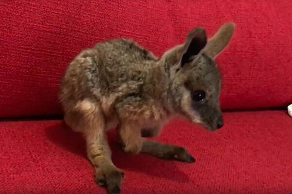 しま尾岩ワラビー 赤ちゃんが可愛い 19年2月13日 エキサイトニュース しま尾岩ワラビー 赤ちゃんが可愛い 19年2月13日 エキサイトニュース