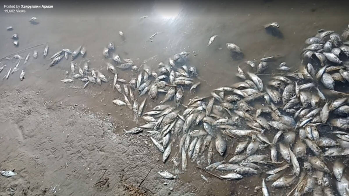 川面に魚の死骸の帯 中国企業の石油採掘が原因か カザフスタン 19年4月10日 エキサイトニュース