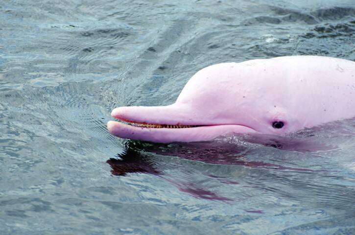 米ルイジアナ州で世にも珍しいピンクイルカの親子 19年7月18日 エキサイトニュース