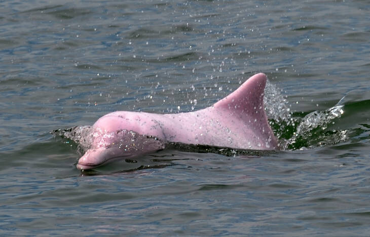 米ルイジアナ州で世にも珍しいピンクイルカの親子 19年7月18日 エキサイトニュース