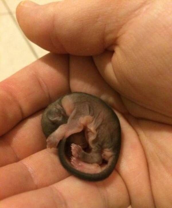 男が道端で助けた奇妙な動物の成長した姿にびっくり 19年7月24日 エキサイトニュース