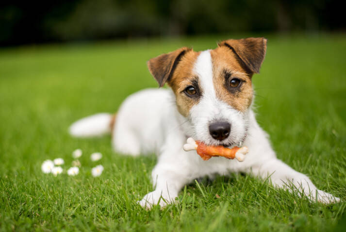 たった1 の人にしか見えない犬 あなたは見つけることができますか 19年8月29日 エキサイトニュース