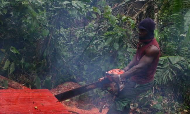 中国企業は シベリアの理髪師 ロシアで大規模な森林伐採 18年7月10日 エキサイトニュース