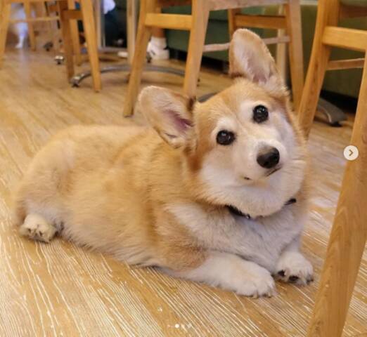 足の短いコーギーに癒される 年3月8日 エキサイトニュース