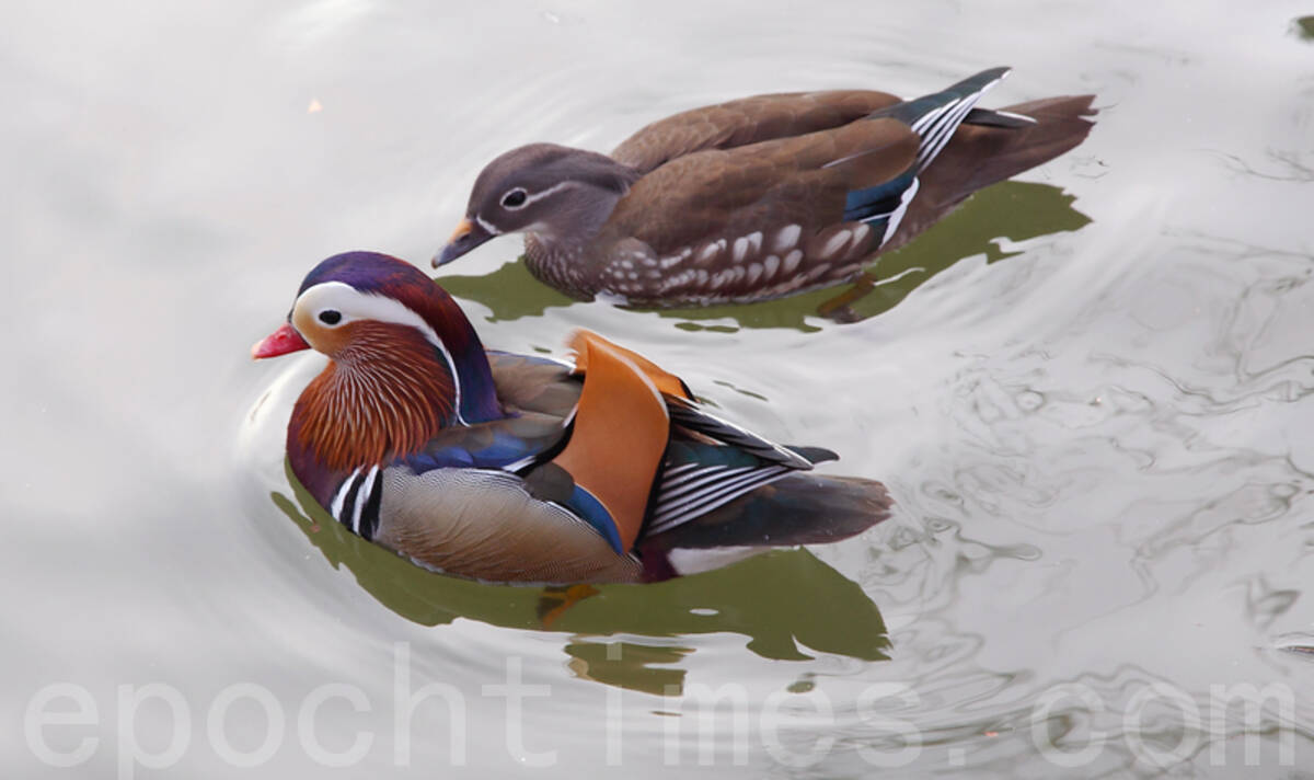 比翼の鳥 と 連理の枝 の由来 年3月8日 エキサイトニュース