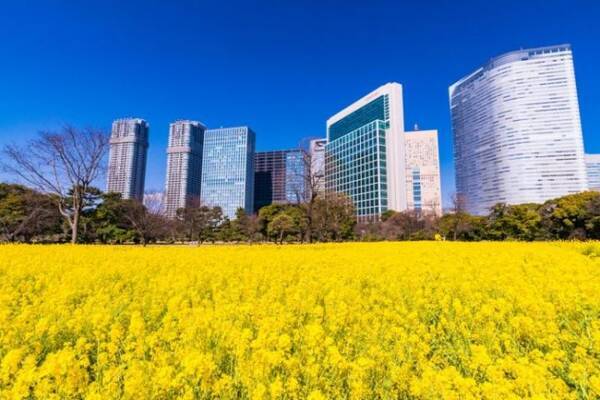 東京近郊 インスタ映え 関東地方で菜の花畑を楽しめる絶景スポット5選 年3月14日 エキサイトニュース