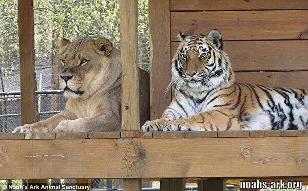 クマ ライオン タイガー 不思議な仲良し3兄弟 年3月29日 エキサイトニュース 2 2