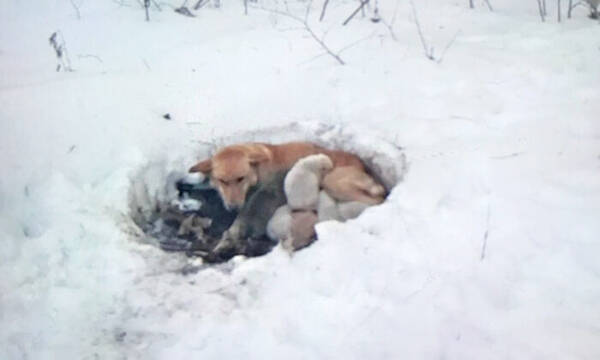 極寒の雪の中から犬の家族がレスキューに救出 年4月3日 エキサイトニュース