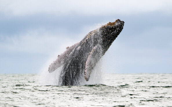 海岸に打ち上げられた海獣 実在する ネバーエンデイングストーリー 年4月5日 エキサイトニュース