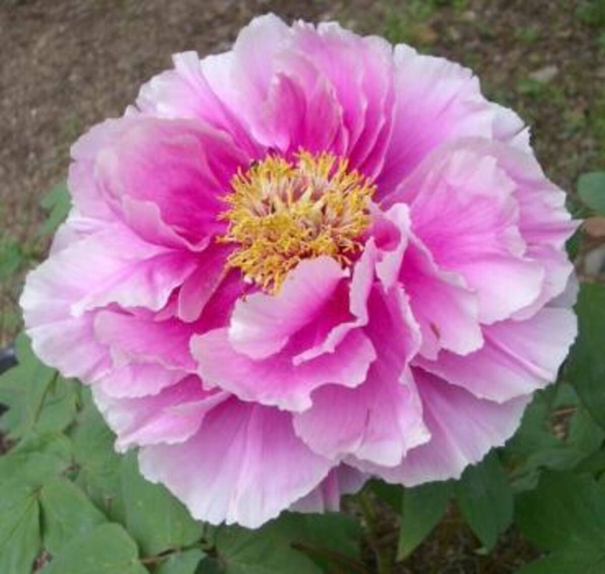 中国史上唯一の女皇帝が愛した花 花の王 年4月8日 エキサイトニュース 中国史上唯一の女皇帝が愛した花 花の王 年4月8日 エキサイトニュース