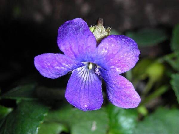 身近な植物 野路菫 ノジスミレ 年4月8日 エキサイトニュース