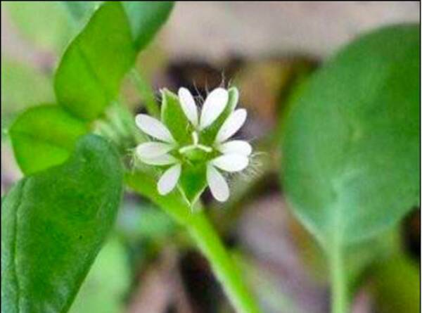 身近な植物 七草粥 でお馴染みの繁縷 ハコベ 年4月9日 エキサイトニュース