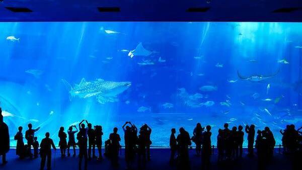 沖縄を訪れるならハズせない 大人気 沖縄美ら海水族館 の楽しみ方 年5月25日 エキサイトニュース