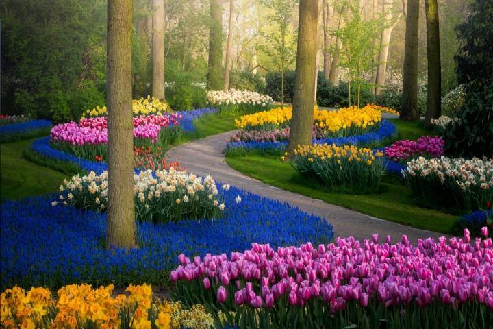 花の国オランダ 写真家が撮った世界で最も美しい花畑 年7月24日 エキサイトニュース 2 2