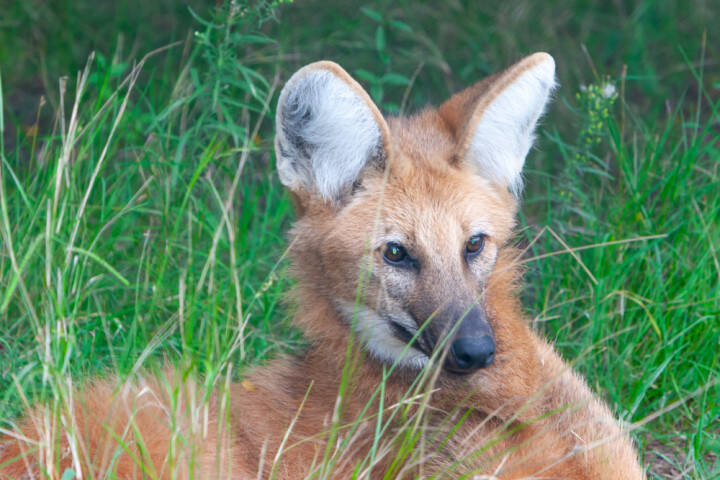 狼 犬 鹿 珍動物発見 その正体とは 年8月22日 エキサイトニュース